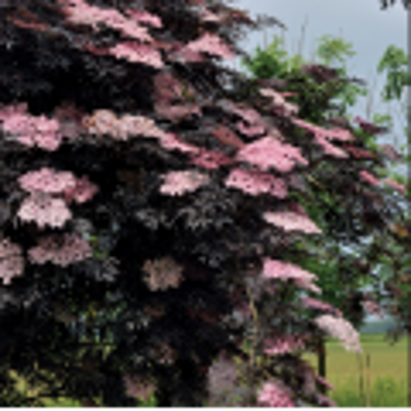 ŠEIVAMEDIS JUODAUOGIS ( LOT. SAMBUCUS NIGRA)