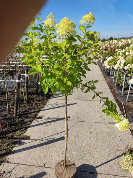 Hortenzijos skiepytos ant koto SUNDAE FRAISE