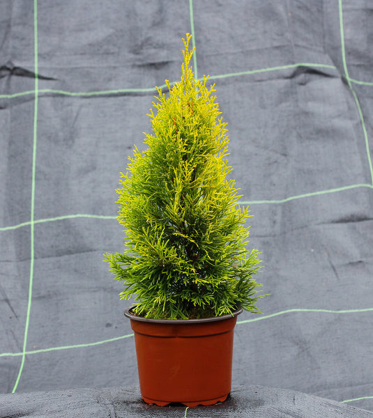 Tuja vakarinė GOLDEN SMARAGD