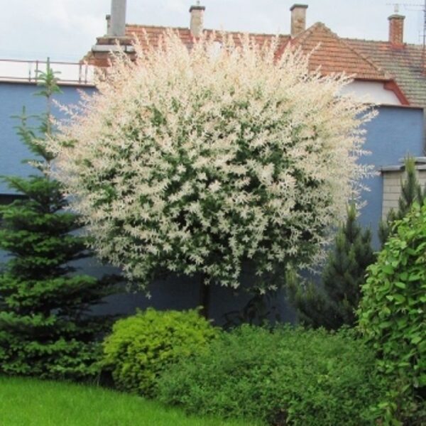 Sveikalapis karklas "Salix integra Hakuro" Skiepytas